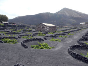 Weinanbau auf Lanzarote