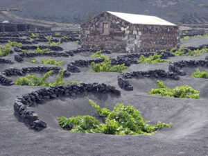 Weinanbau auf Lanzarote