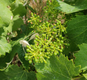 Führung durch die Weinberge