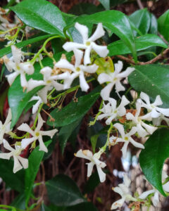 duftender Jasmin vor dem Café