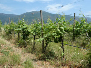 Führung durch die Weinberge