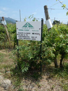 Führung durch die Weinberge