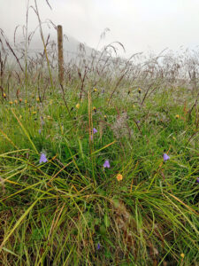 Blumen im Regen