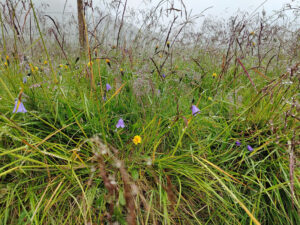 Blumen im Regen