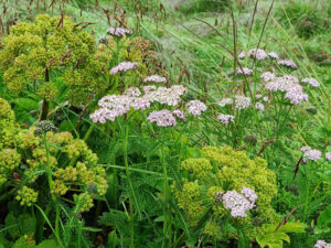 weitere Flora