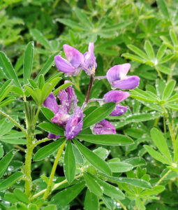 Alaska-Lupinen