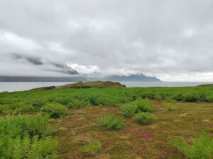 Alaska-Lupinen