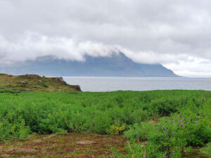 Alaska-Lupinen