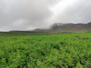 Alaska-Lupinen