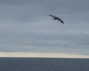 Eissturmvogel