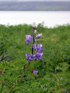 Alaska-Lupinen