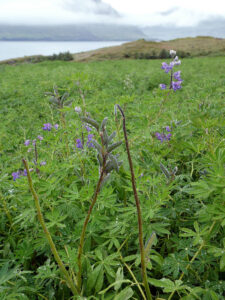 Alaska-Lupinen