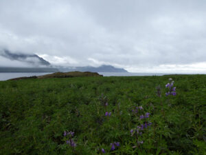 Alaska-Lupinen