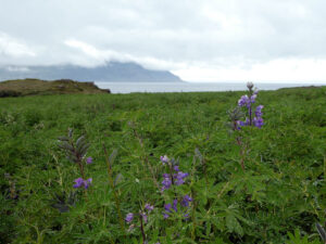 Alaska-Lupinen