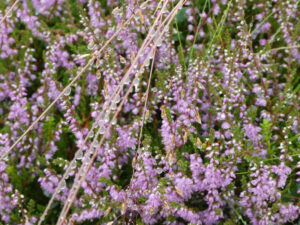 weitere Flora