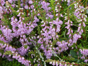 weitere Flora
