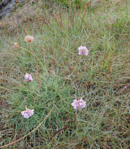weitere Flora