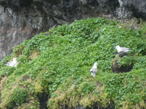 am Vogelfelsen