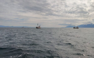 Whale Watching