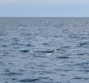 Whale Watching