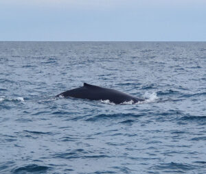 Whale Watching