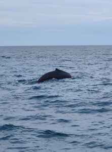 Whale Watching