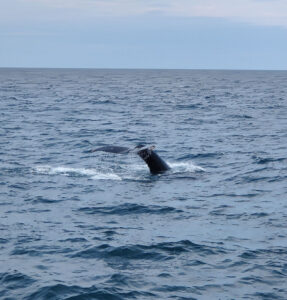 Whale Watching