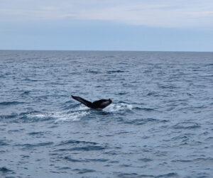 Whale Watching