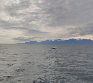 Whale Watching