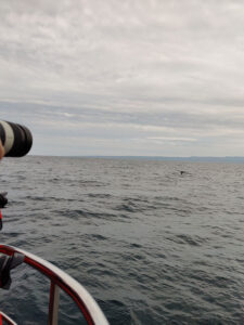 Whale Watching