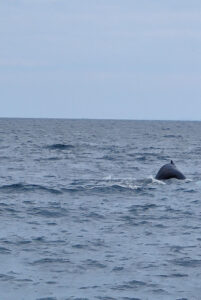 Whale Watching