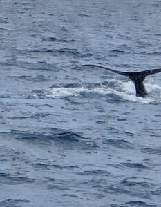 Whale Watching