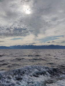 Whale Watching