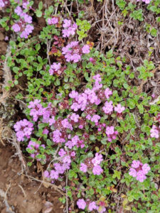 Flora