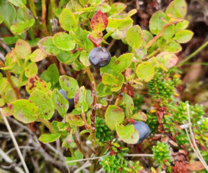 Blaubeeren