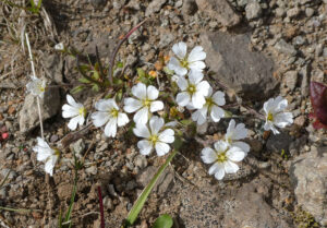 Blumen am Pass