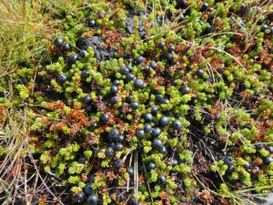schwarze Krähenbeeren