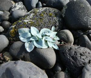 Flora