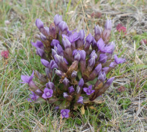 Feld-Kranzenzian