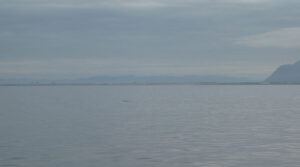 wo ist der Wal?
