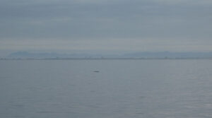 wo ist der Wal?