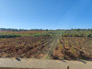 Weinberge