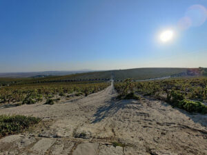 Weinberge