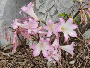 Flora