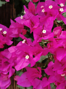 Bougainvillea