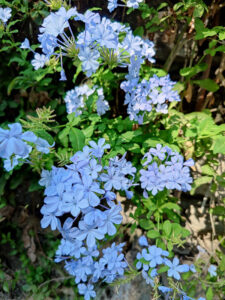 Flora