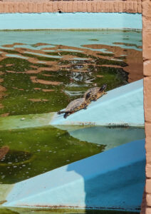Schildkröten im Park