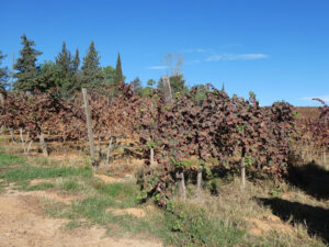 Weinberge