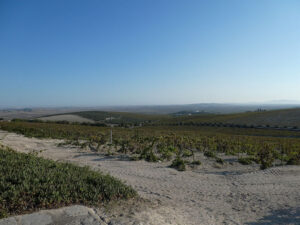 Weinberge