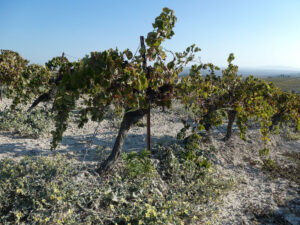 Weinberge